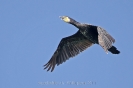 Kormoran110710111434