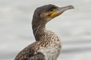 Kormoran120216151744