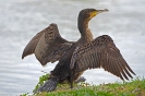 Kormoran120330153806