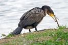 Kormoran120330154132