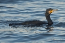 Kormoran130123120816