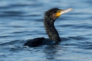 Kormoran130123121457