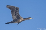 Kormoran160824082642