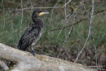 Kormoran171113140412