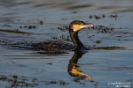 Kormoran200828080553