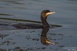 Kormoran200828080602