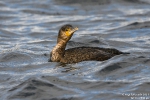 Kormoran211201103702