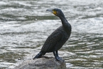 Kormoran211206143622-(1)