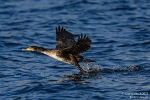 Kormoran220218092106