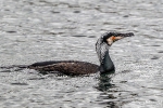 Kormoran240409083627