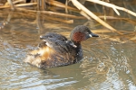 Zwergtaucher250402093911b