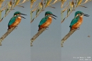 Eisvogel070919170950