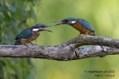 Eisvogel130926121233