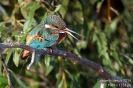 Eisvogel140907081824