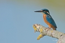 Eisvogel150904110800