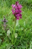 Dactylorhiza-majalis-090714102013