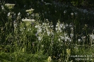 Graslilie130706172021