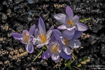 Krokus190226160736