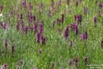 OrchideenwieseFlumserberg190710091949