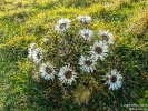 Silberdistel-Chasseral180910174514