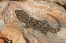 Mauergecko151007095400