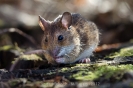 Waldmaus120314160608