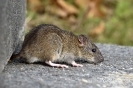 Wanderratte141109143234
