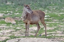 Rothirsch140416175655-2