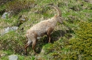 Steinbock120615161430