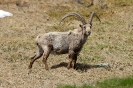 Steinbock120616155740