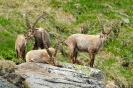 Steinbock120616160012