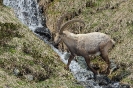 Steinbock120616160050