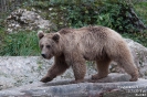 Braunbär101019140844