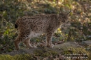 Luchs131223150511