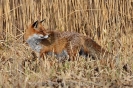 Rotfuchs110223115052