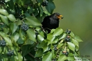 Amsel060406140644