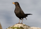 Amsel090213134551