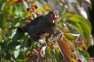 Amsel100922113218