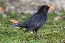 Amsel110205152512