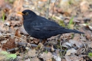 Amsel110303101012