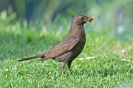 Amsel120802092658