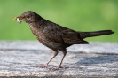 Amsel120802092725