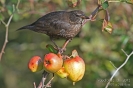 Amsel121019124932-(1)