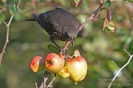 Amsel121019124932