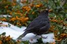 Amsel130126121154