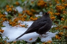 Amsel130126121246