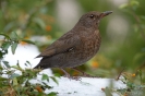 Amsel130127122053