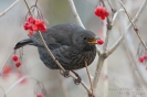 Amsel130127142747