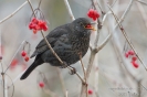 Amsel130127142748