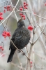 Amsel130127142850